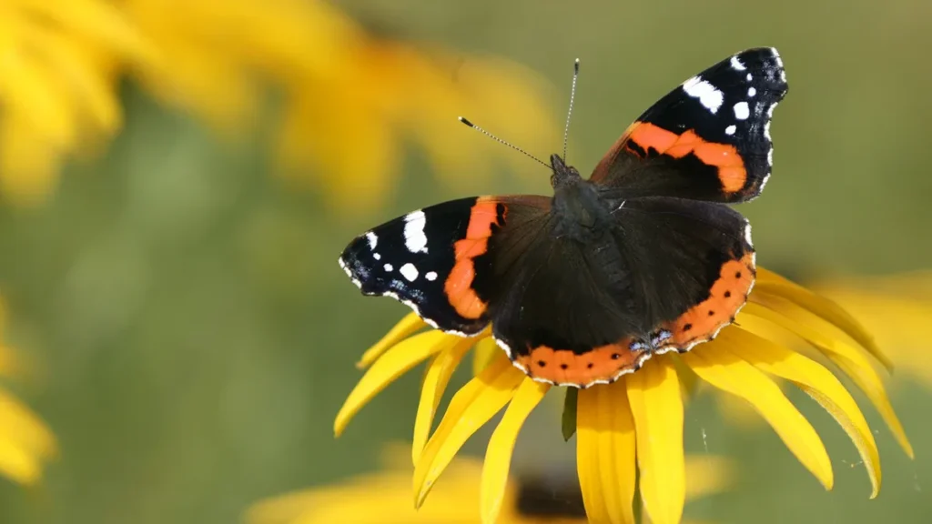 Red Admiral Butterfly: Found All the Way from Europe to Hawaii Red Admiral Butterfly: Found All the Way from Europe to Hawaii