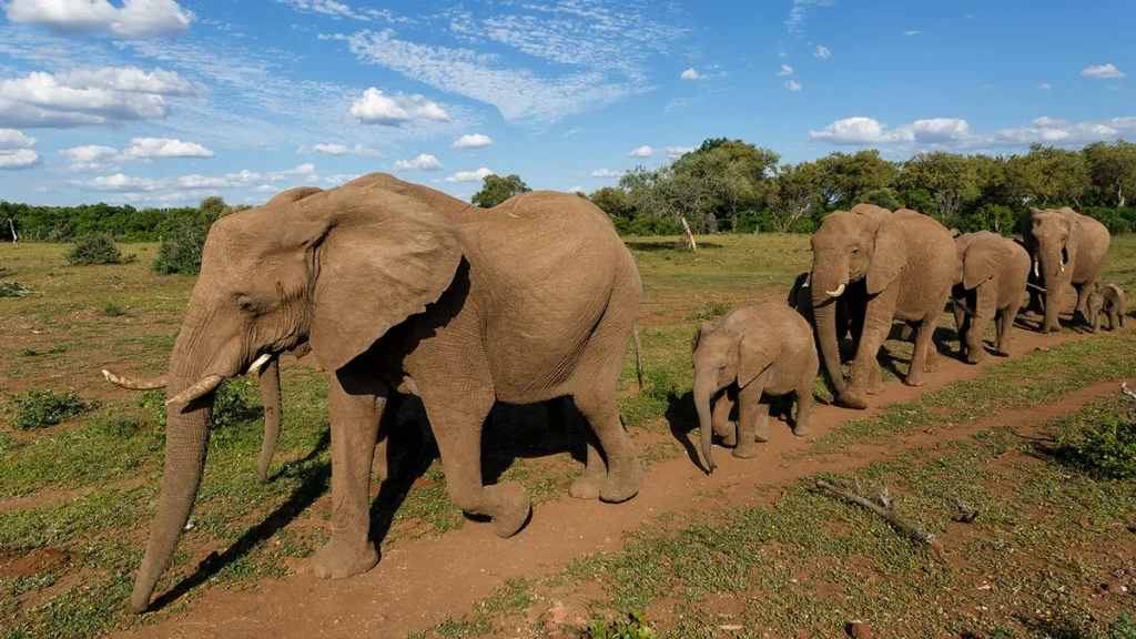 What Is a Group of Elephants Called? What Is a Group of Elephants Called?
