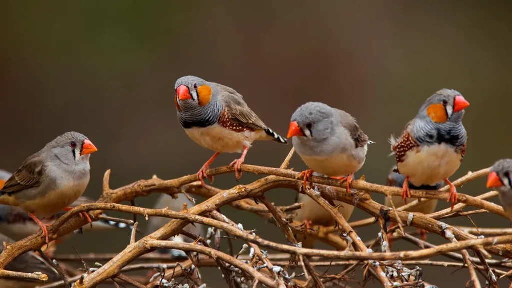 What Is a Group of Birds Called? When It's Not a Flock