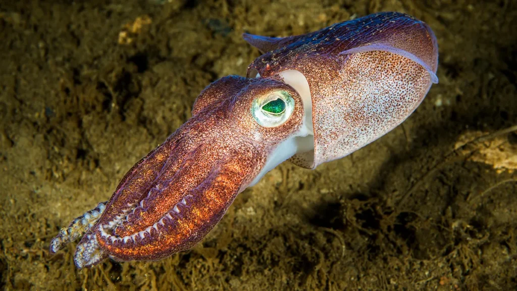 What Is a Group of Squid Called? Not a Squad, Unfortunately