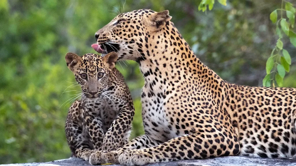 What Is a Group of Leopards Called? Hint: It's Related to Their Behavior