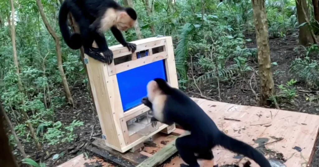 AI isn't just being forced on us. Even forest monkeys are now a test audience in the name of science