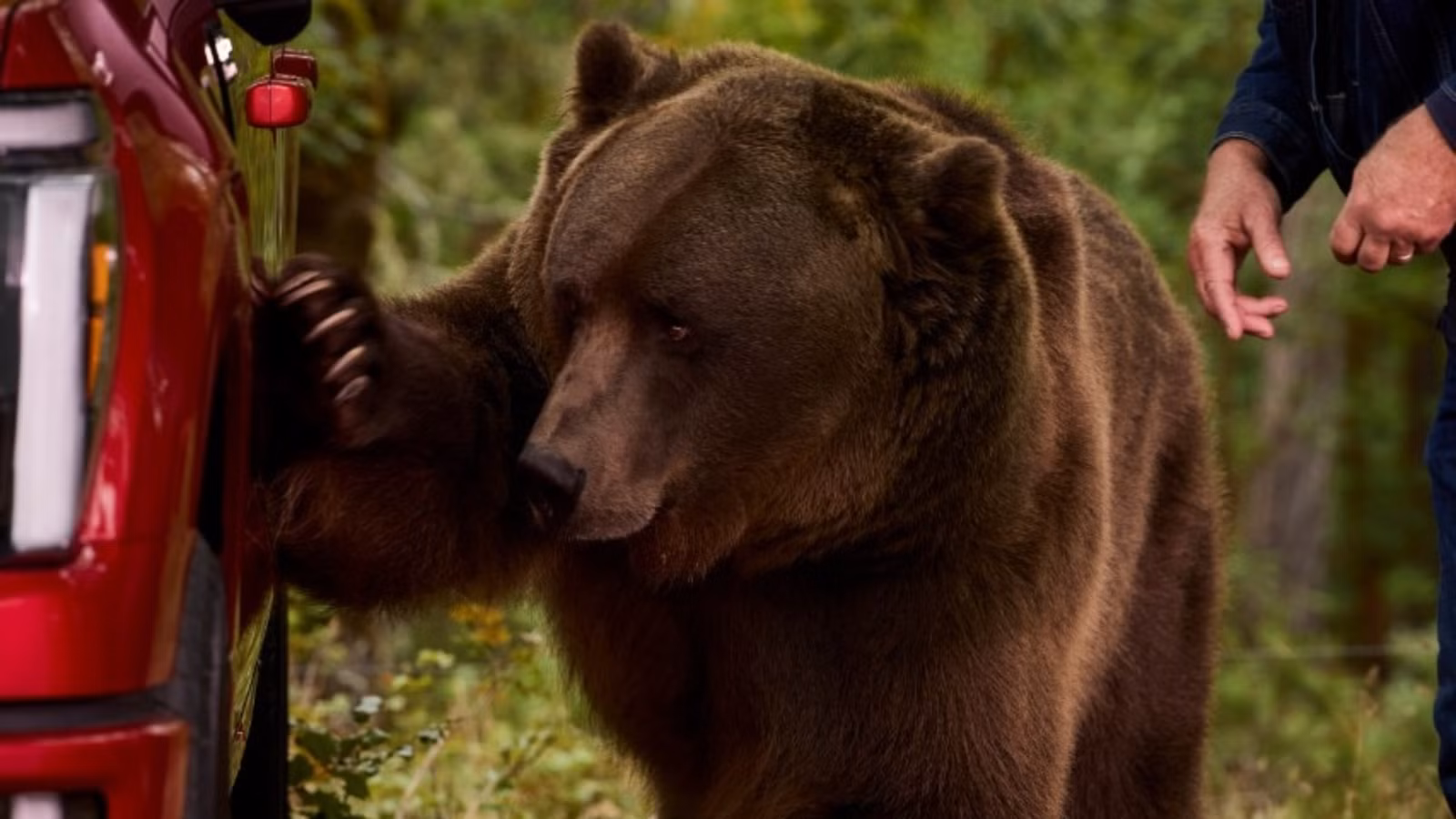How Ford Used A Trained 800-Pound Bear To Test The F-150 How Ford Used A Trained 800-Pound Bear To Test The F-150