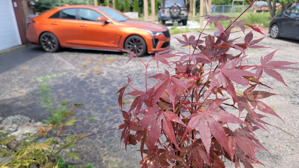 Short-Sighted Profiteering Is Killing Enthusiast Cars—And Future Enthusiasts Short-Sighted Profiteering Is Killing Enthusiast Cars—And Future Enthusiasts