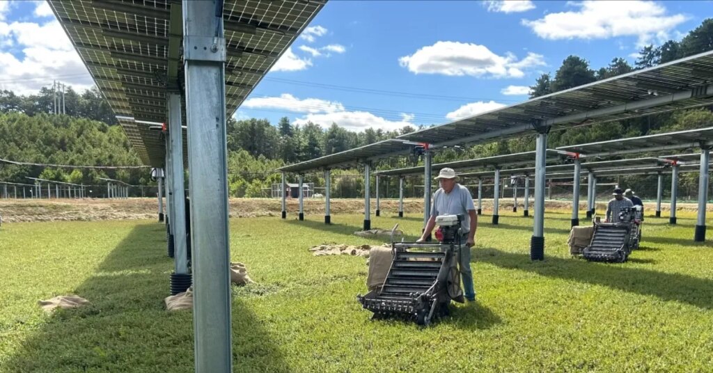 Solar panels are bringing idle cranberry bogs back to life Solar panels are bringing idle cranberry bogs back to life